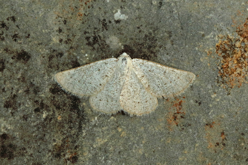 Dyscia raunaria