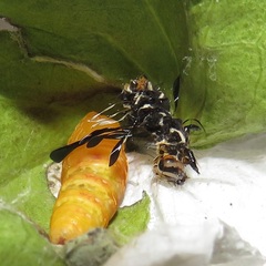 Rhanidophora cinctigutta