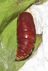 Rhanidophora cinctigutta