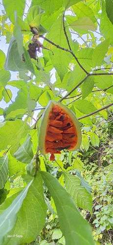 Tabernaemontana glabra (Tabernaemontana glabra)