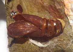 Rhanidophora cinctigutta