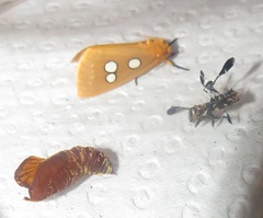 Rhanidophora cinctigutta