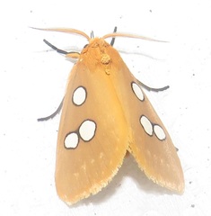 Rhanidophora cinctigutta