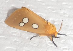 Rhanidophora cinctigutta