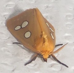 Rhanidophora cinctigutta