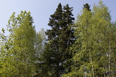 Picea jezoensis jezoensis