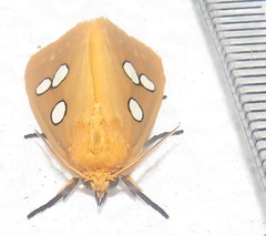 Rhanidophora cinctigutta