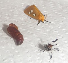 Rhanidophora cinctigutta