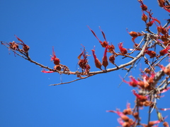 Lysiphyllum cunninghamii