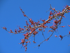 Lysiphyllum cunninghamii