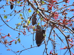 Lysiphyllum cunninghamii