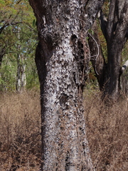 Lysiphyllum cunninghamii