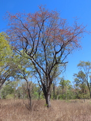 Lysiphyllum cunninghamii