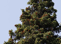 Picea jezoensis jezoensis