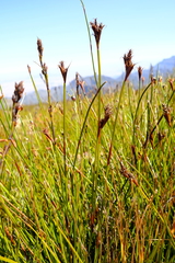 Restio curvibracteatus