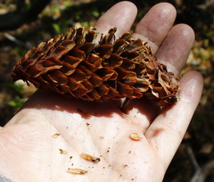 Picea jezoensis jezoensis
