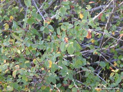 Amelanchier ovalis