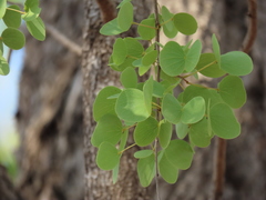 Lysiphyllum cunninghamii