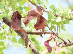 Lysiphyllum cunninghamii