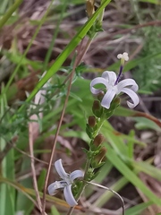 Wahlenbergia neostricta