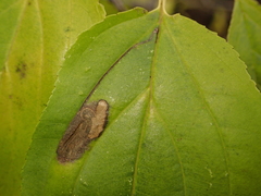 Stigmella catharticella
