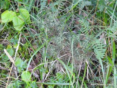 Genista hispanica