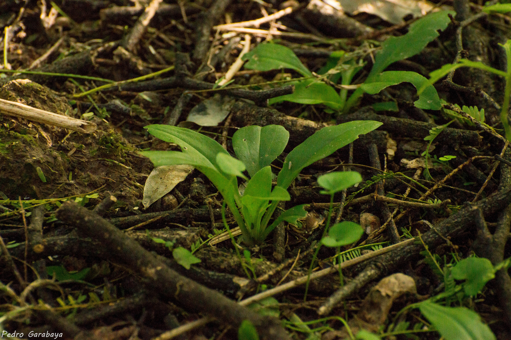 Cyclopogon elatus; photograph (c) pedrogarabaya, some rights reserved (CC BY)