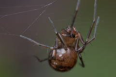 Lepthyphantes