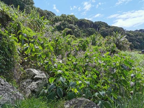 Tropical Giant Salvia