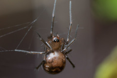 Lepthyphantes