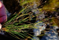Restio stereocaulis