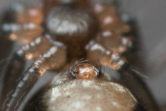 Lepthyphantes