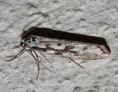 Ethmia candidella