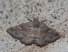 Pericyma albidentaria