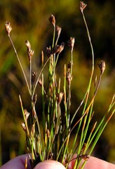 Restio stereocaulis