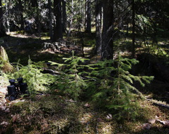 Picea jezoensis jezoensis