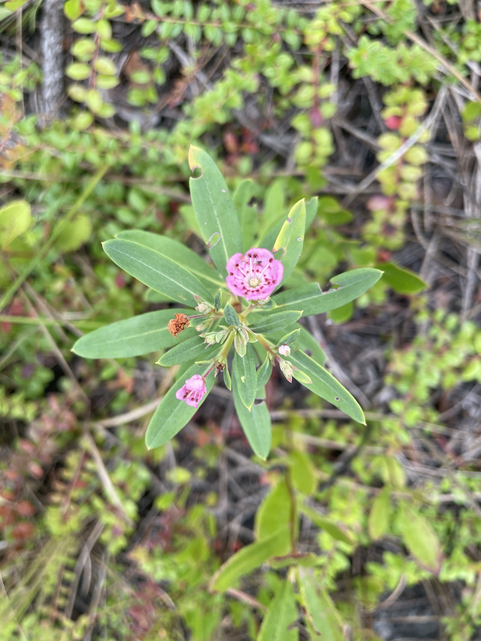 Carolina Wicky (Kalmia carolina)