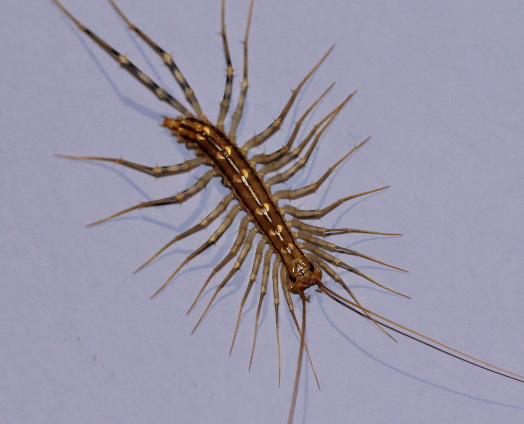 House centipede (Scutigera coleoptrata)