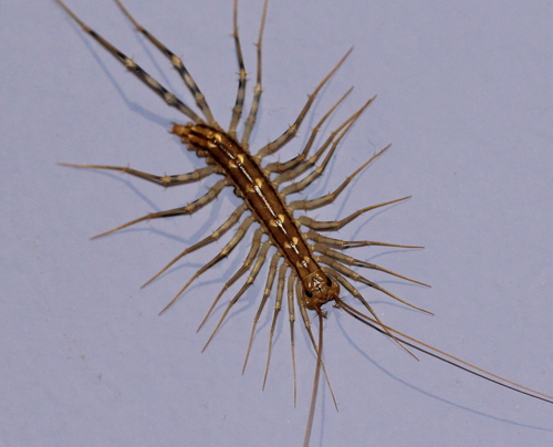 Spinnenläufer