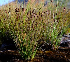 Restio stereocaulis