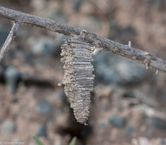 Amicta quadrangularis