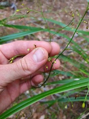 Dianella latissima