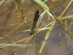 Heliocypha fenestrata