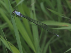 Pseudagrion pruinosum