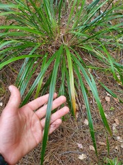 Dianella latissima