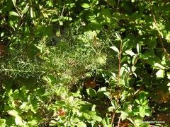 Genista hispanica