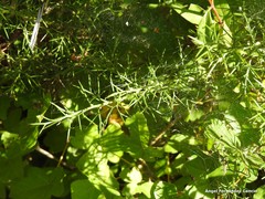 Genista hispanica