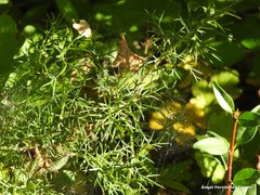 Genista hispanica