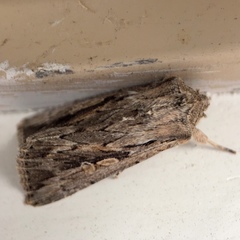 Noctuinae