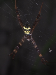 Argiope reinwardti